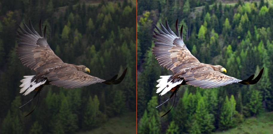 eagle image enhancement before after image